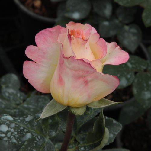 Rosa Emeraude d'Or - jaune - rose - Fleurs hybrid de thé - rosier à haute tige - tiges montantes